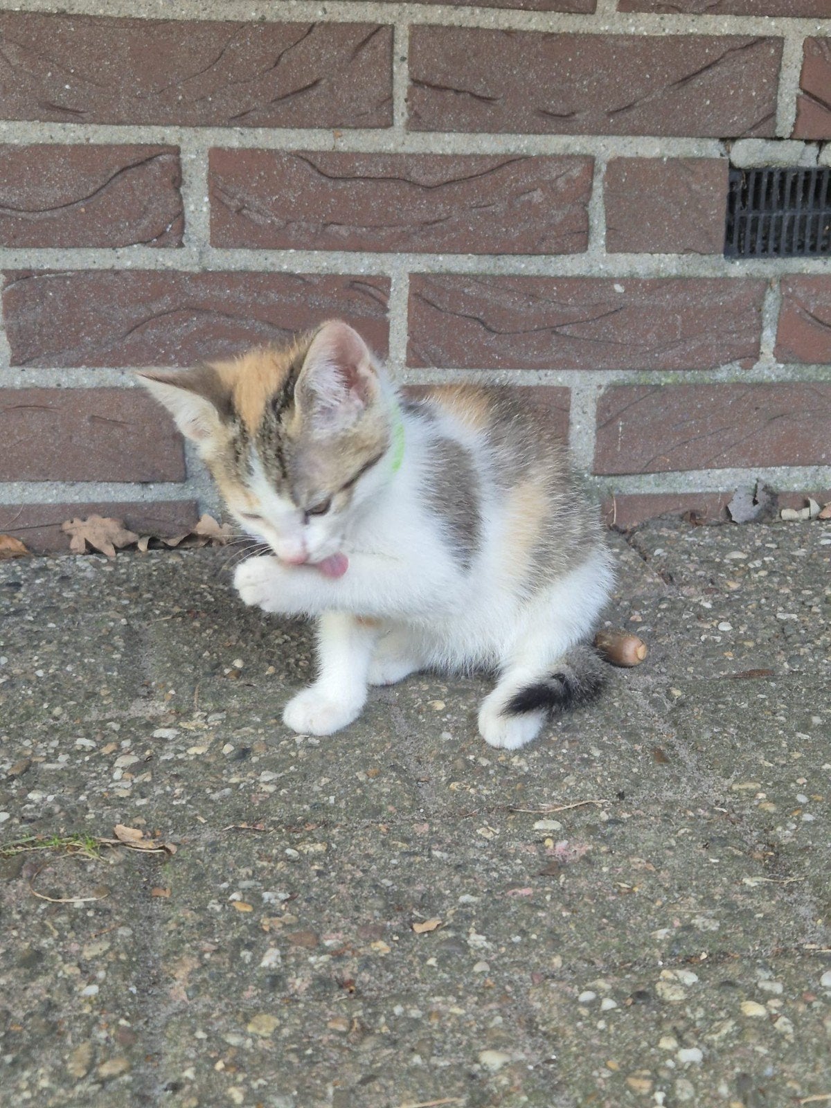 4 super schattige kittens te koop, Dieren en Toebehoren, Meerdere dieren