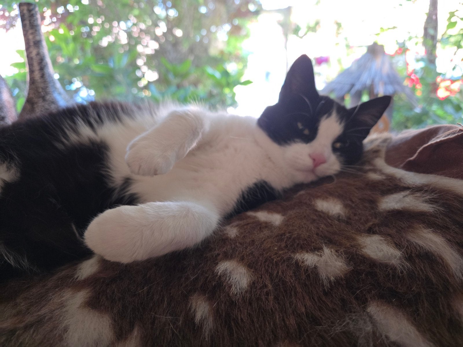 Goed huisje gezocht voor jong zwerver poesje, Poes
