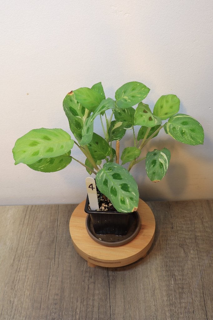 Maranta Kerchoveana Variegata #4, Ophalen, Overige soorten, Halfschaduw, In pot