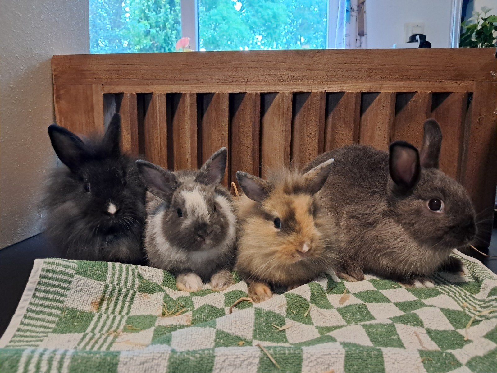 lieve tamme dwergkonijntjes. Gaan max 1,3kg wegen konijn, Meerdere dieren, Dwerg