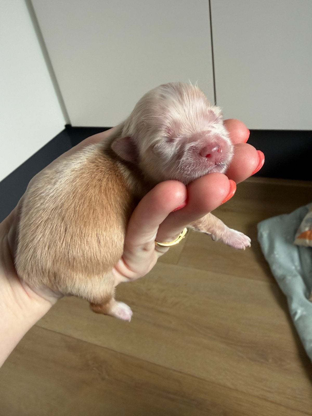 Chihuahua teefje pup abrikoos. TEEFJE. Langharig., Dieren en Toebehoren, Parvo, 8 tot 15 weken, Teef, Meerdere