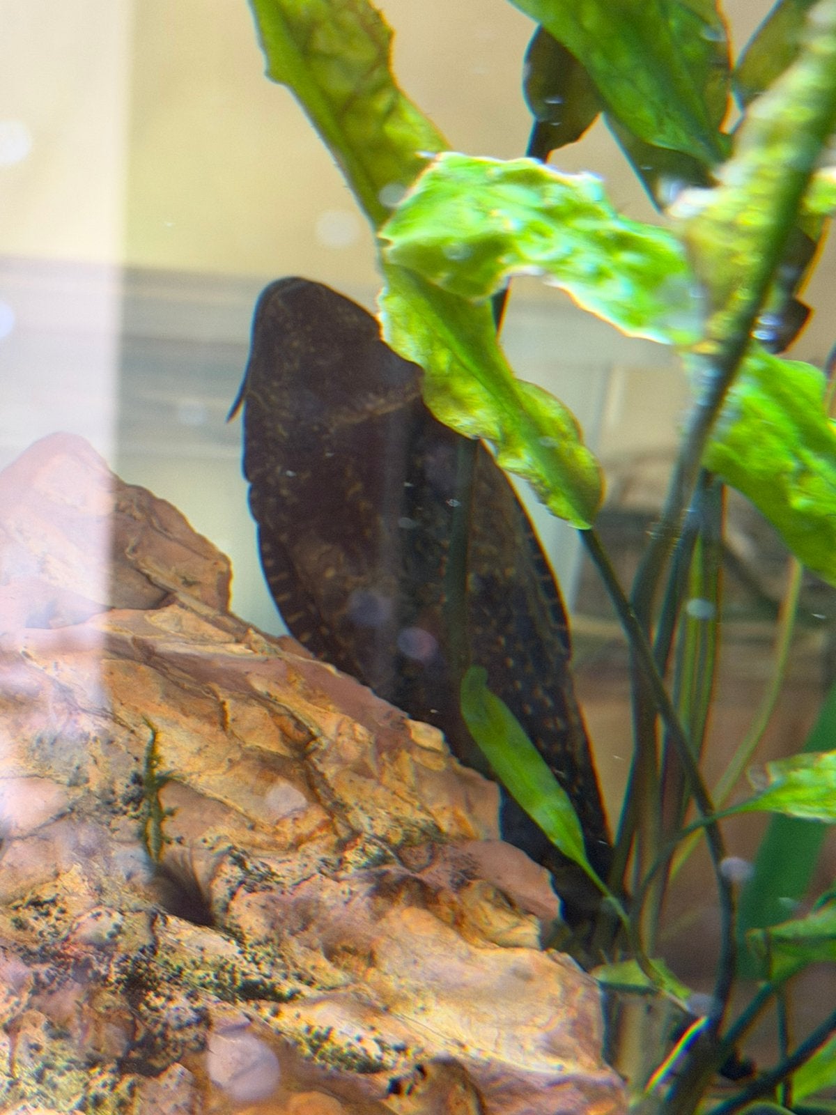Algeneter, Dieren en Toebehoren, Vissen | Aquariumvissen, Vis