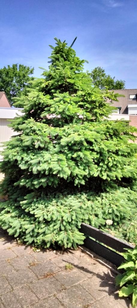 Gratis dennenboom/spar van circa 3 meter hoog, Tuin en Terras, Planten | Bomen, Ophalen