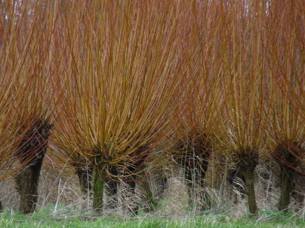 BOOM Salix alba Chermesina Schietwilg rood/gele takken, Ophalen of Verzenden, Lente, Overige soorten, Volle zon