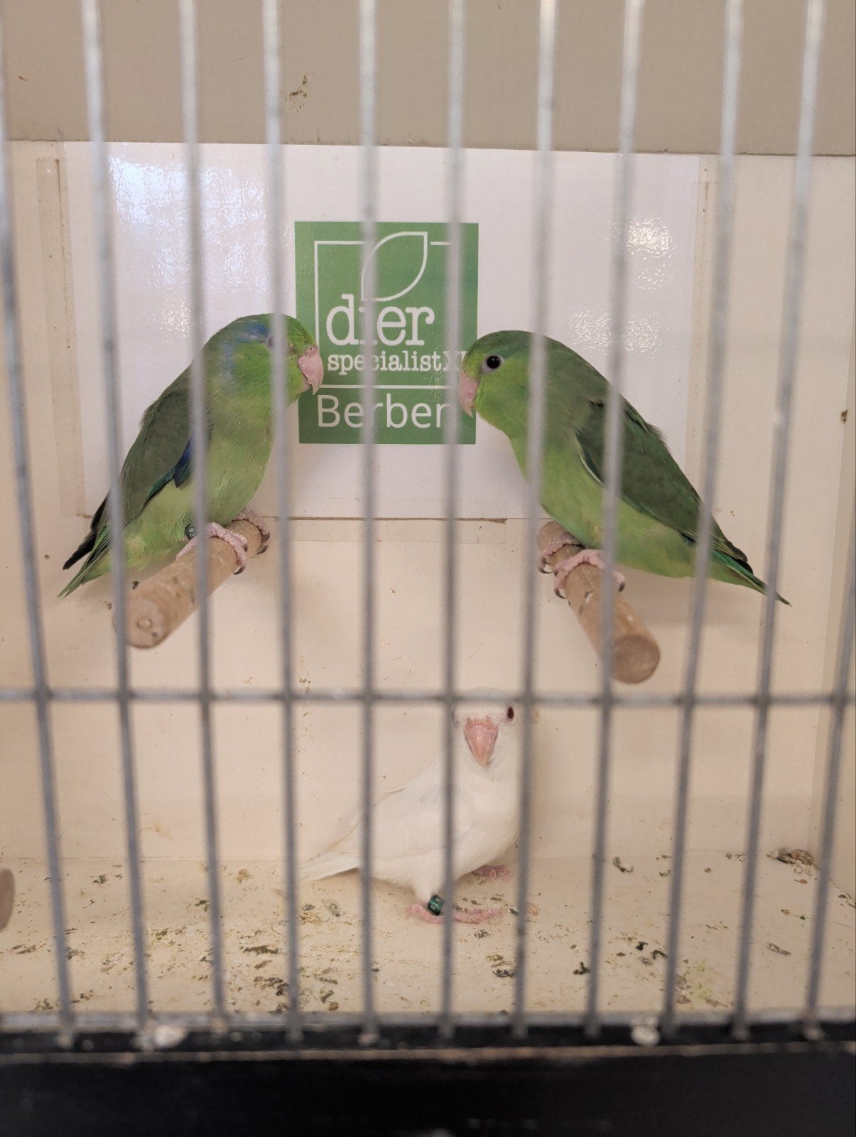 Jonge forpussen om tam te maken, Dieren en Toebehoren, Vogels | Parkieten en Papegaaien, Meerdere dieren, Dwergpapegaai of Agapornis