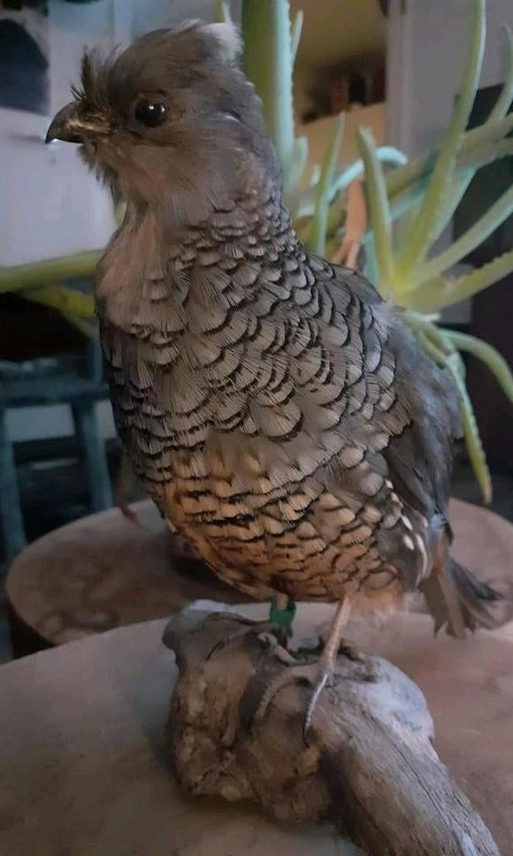 Opgezette vogel"blauwschubben kwartel" taxidermie,taxidermy, Ophalen of Verzenden, Nieuw, Vogel, Opgezet dier