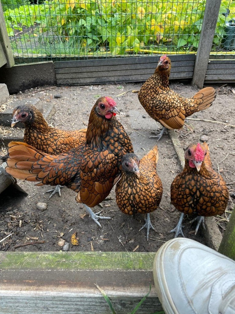 Sebright haantje, Dieren en Toebehoren, Mannelijk, Kip