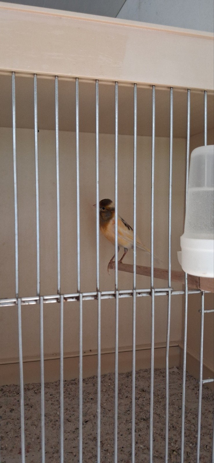 Kanarie man, Dieren en Toebehoren, Vogels | Kanaries, Mannelijk, Kleurkanarie