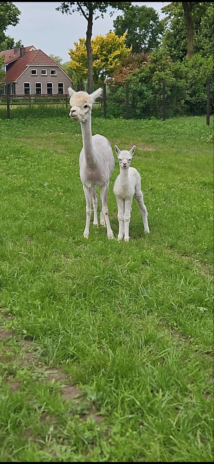 Drachtige alpaca met veulen, December, Vrouwelijk