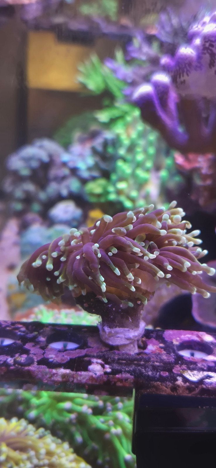 dragon soul torch, Dieren en Toebehoren, Vissen | Aquariumvissen, Overige typen, Zoutwatervis