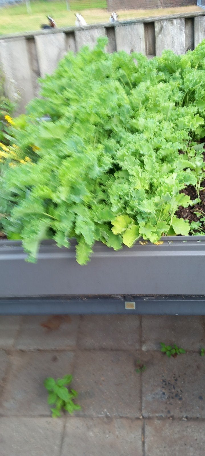 boerenkool planten  €0.20. ps, Ophalen, Eenjarig, Overige soorten, Volle zon