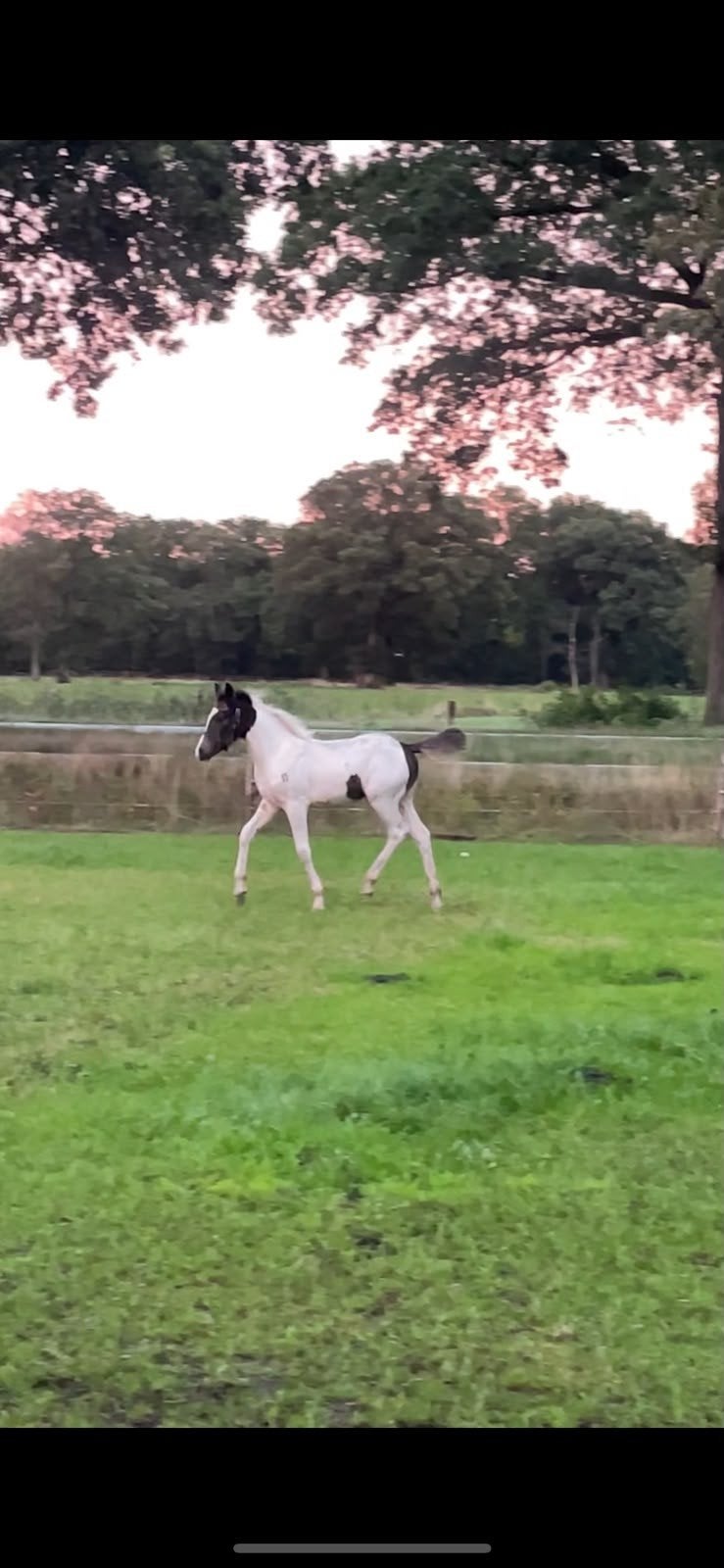 Te koop,  mooie bont D pony merrieveulen., Merrie