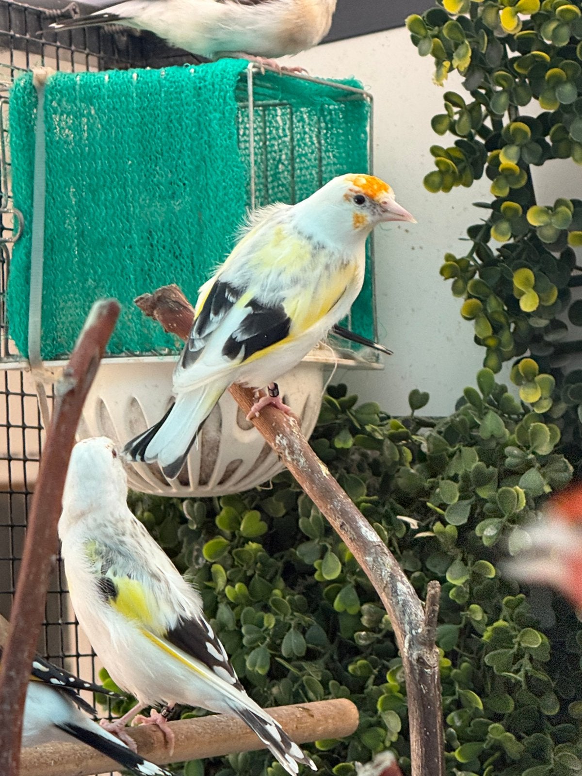 Majoor putters bond, Dieren en Toebehoren, Meerdere dieren, Wildzangvogel