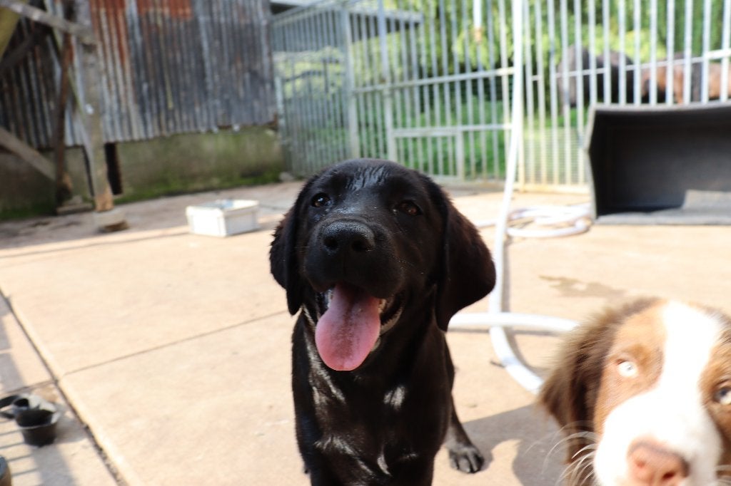 Hele lieve en knappe labrador te koop, Dieren en Toebehoren, Honden | Retrievers, Spaniëls en Waterhonden, Parvo, Nederland, 15 weken tot 1 jaar