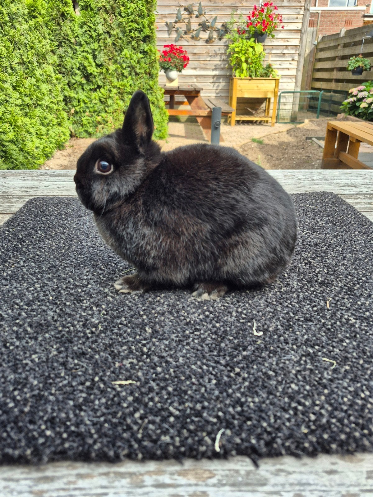 Kleurdwerg zwarte voedster, Dieren en Toebehoren, Konijnen, Vrouwelijk, Dwerg