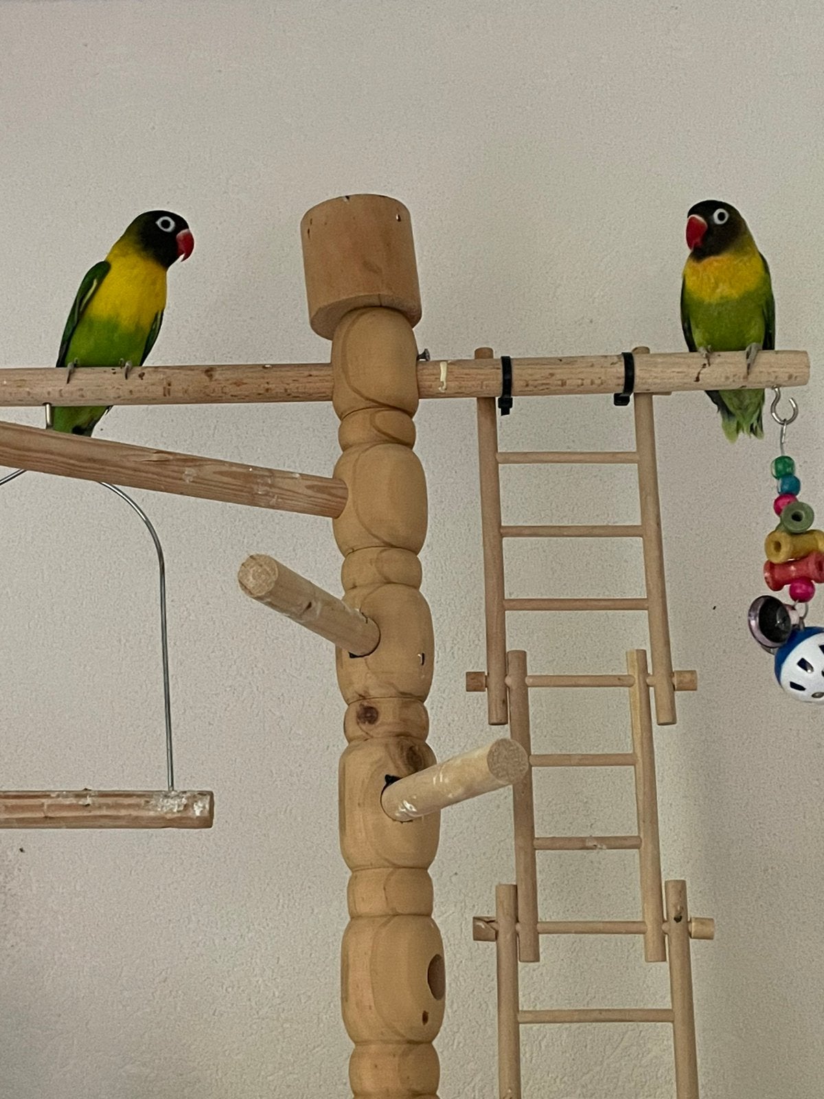 Prachtige en Lieve Agapornis Dwergpapegaai Lovebird Handtam, Meerdere dieren, Dwergpapegaai of Agapornis, Tam