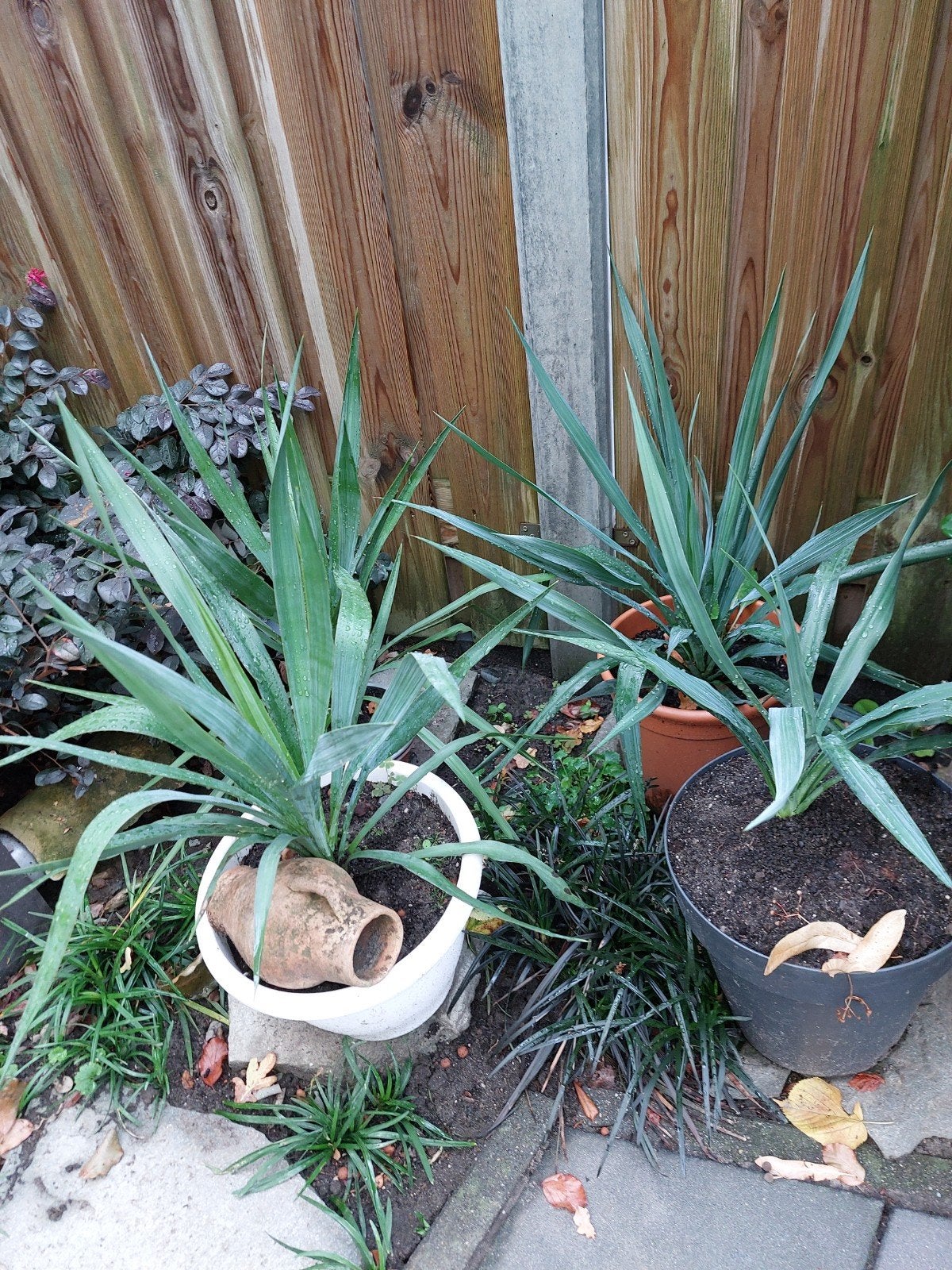 yucca s, Ophalen, Vaste plant, Overige soorten, Volle zon