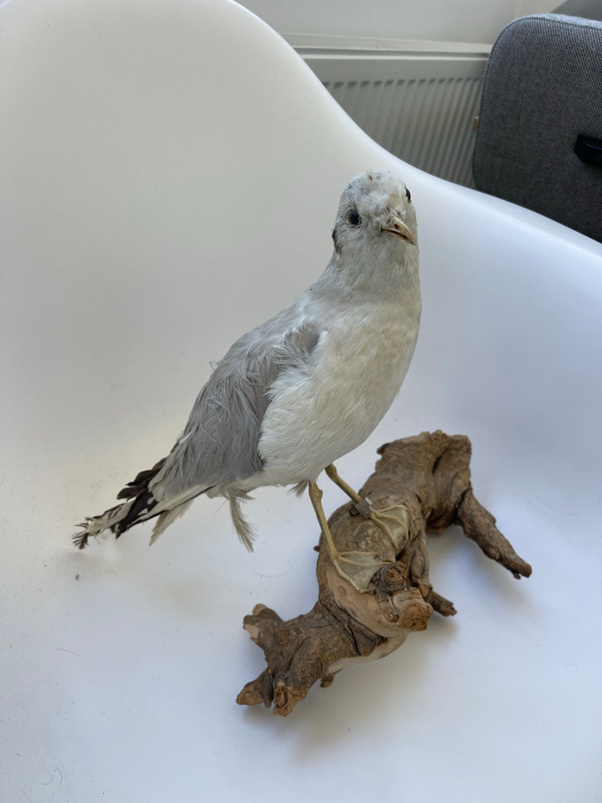 Opgezette Vogel (Meeuw), Verzamelen, Verzenden, Gebruikt, Vogel, Opgezet dier
