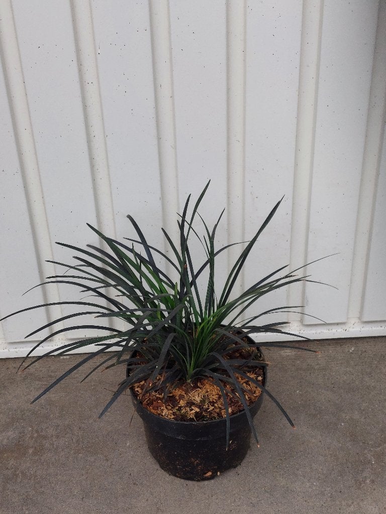 siergras Ophiopogon plan 'Niger (Slangenbaard), Ophalen, Vaste plant, Siergrassen, Halfschaduw