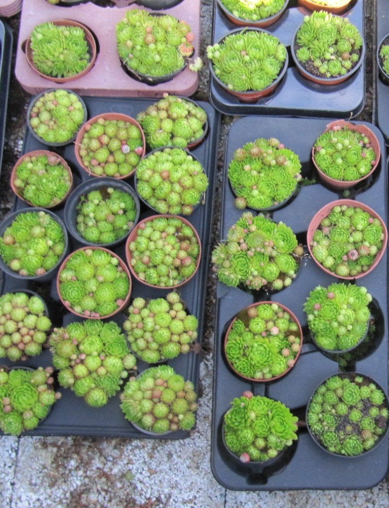 Donderbaard vaste tuinplant 1,00 euro per pot  ophalen, Ophalen, Vaste plant, Overige soorten, Halfschaduw