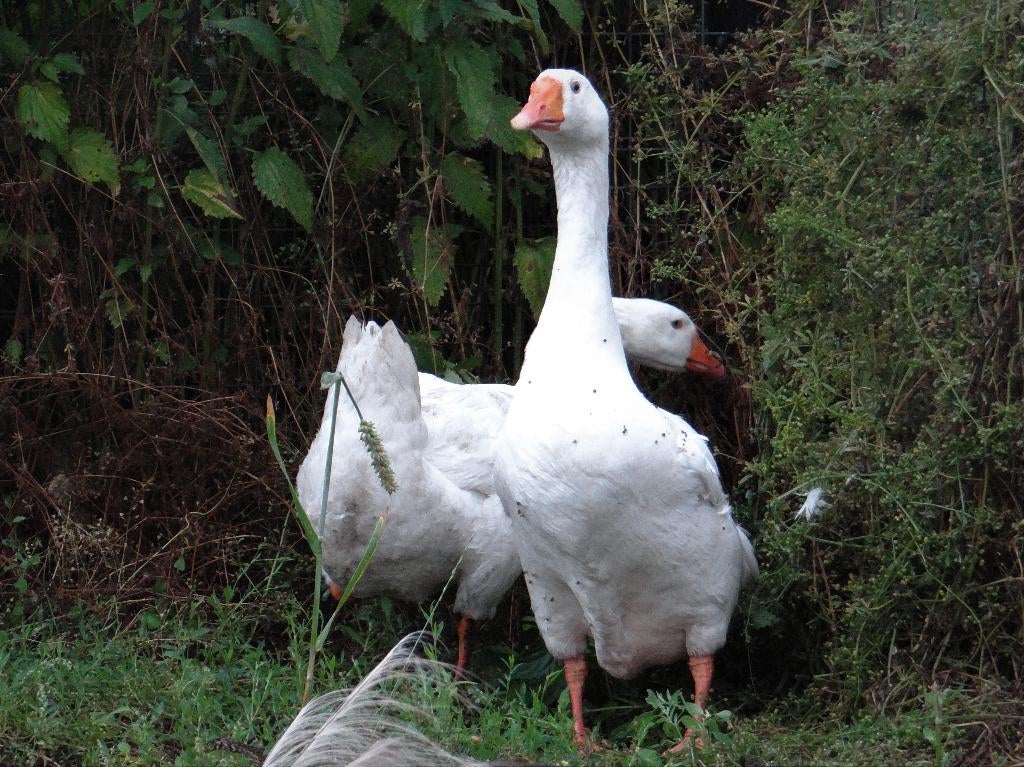 Boeren witte ganzen | Deskundig advies, Meerdere dieren, Gans of Zwaan
