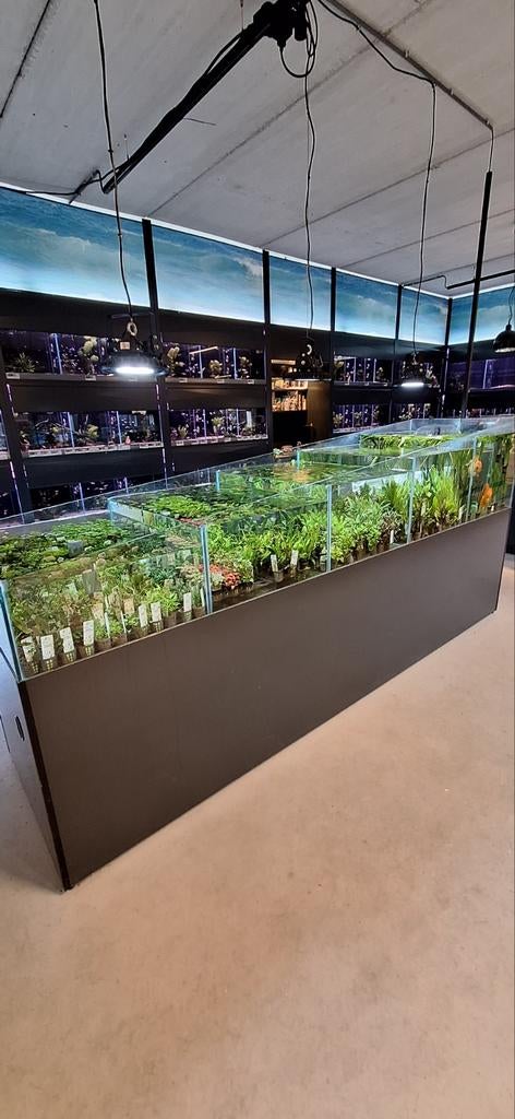 Enorme keus in waterplanten, Ophalen, Nieuw