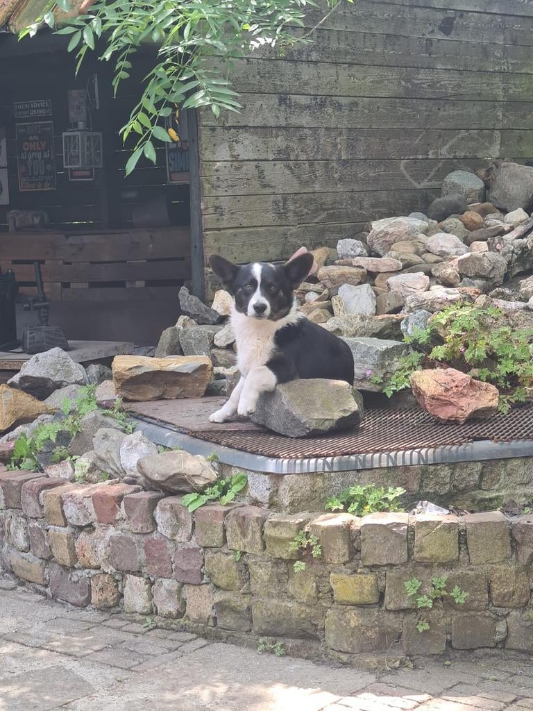 Welch corgi dekreu, Dieren en Toebehoren, Honden | Jack Russells en Terriërs, Parvo, Eén hond, 3 tot 5 jaar, Nederland