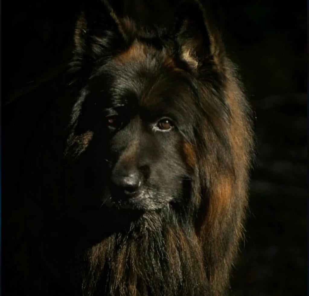 Duitse herder DIEGO VOM BORNIGER-DREIECK ter dekking, Reu, Eén hond, CDV (hondenziekte), 3 tot 5 jaar