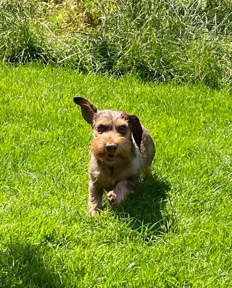 Knappe kaninchen teckel dekreu, Reu, Parvo, Eén hond, 3 tot 5 jaar