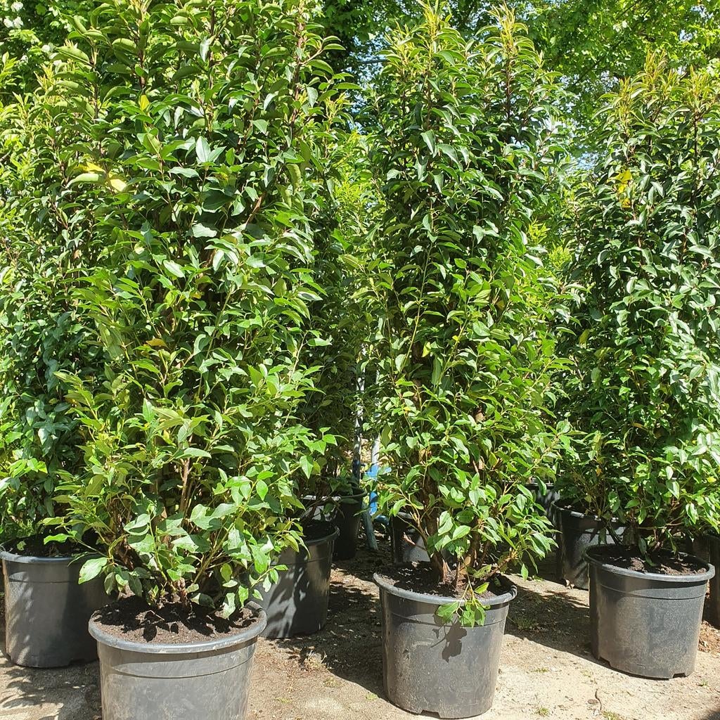 grote taxus portugese laurier, olijfwilg ,laurier soorten, Ophalen of Verzenden, Laurier, 100 tot 250 cm
