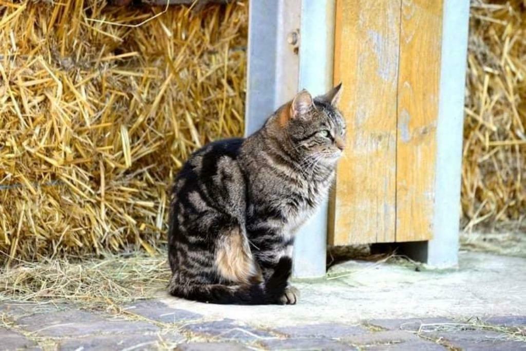 Boerderijen gezocht voor boerderijkatjes, Dieren en Toebehoren