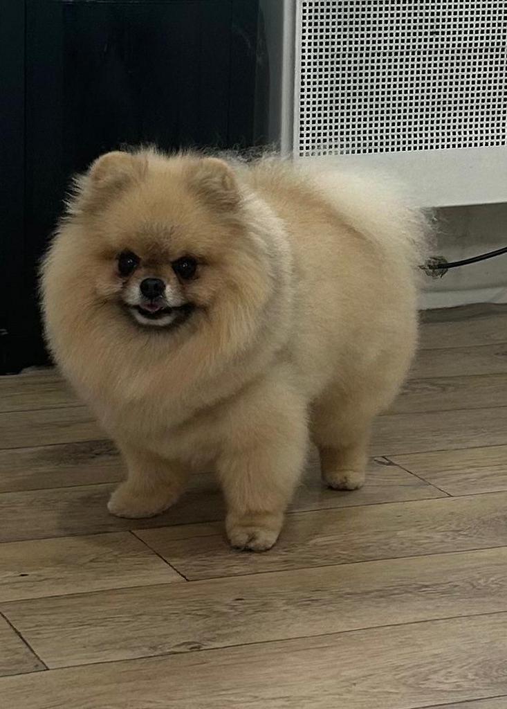 Raszuiver Pomeriaan Dekreutje (FCI STAMBOOM) NIET TE KOOP, Reu, Parvo, Eén hond, 3 tot 5 jaar