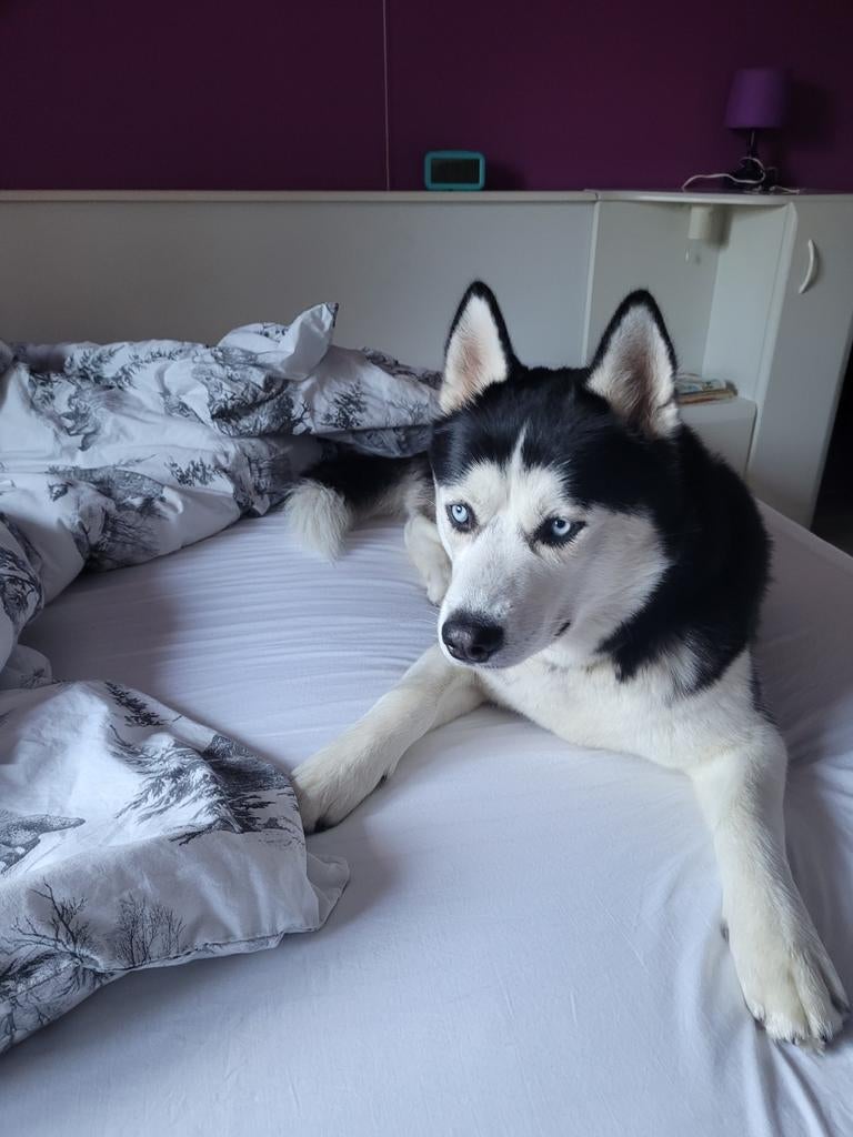 Dekreu husky, Dieren en Toebehoren, Reu, 1 tot 2 jaar, Parvo, Eén hond