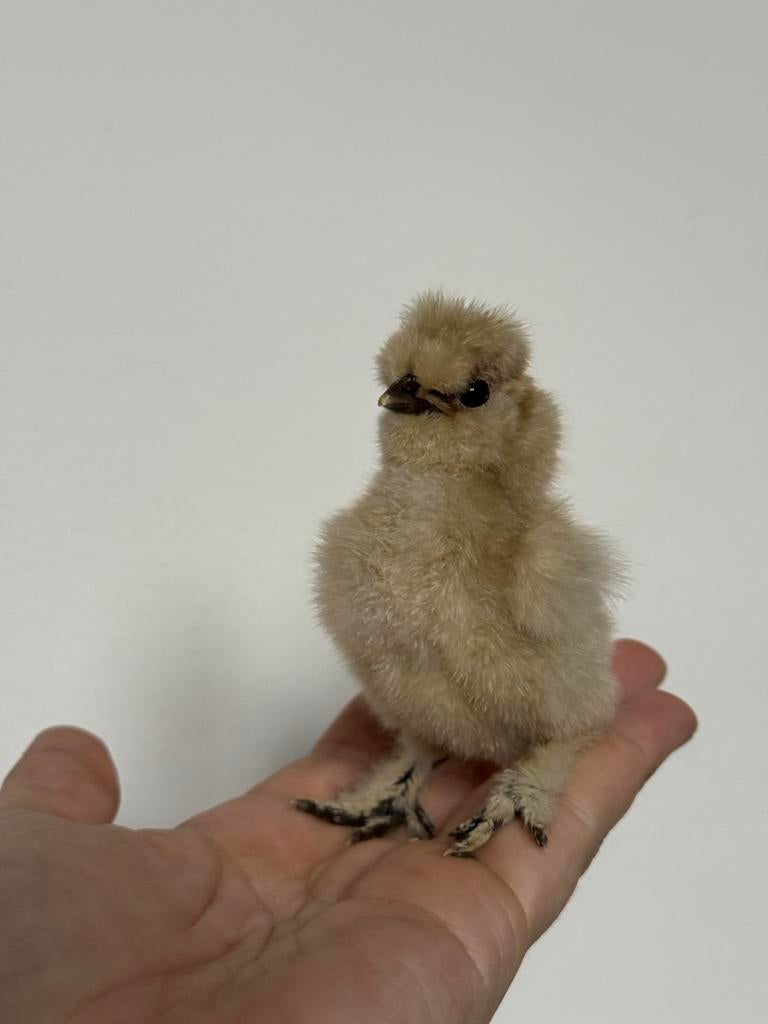 USA zijdehoen eendagskuikens 🐥🐥🐥, Dieren en Toebehoren, Pluimvee, Geslacht onbekend, Kip