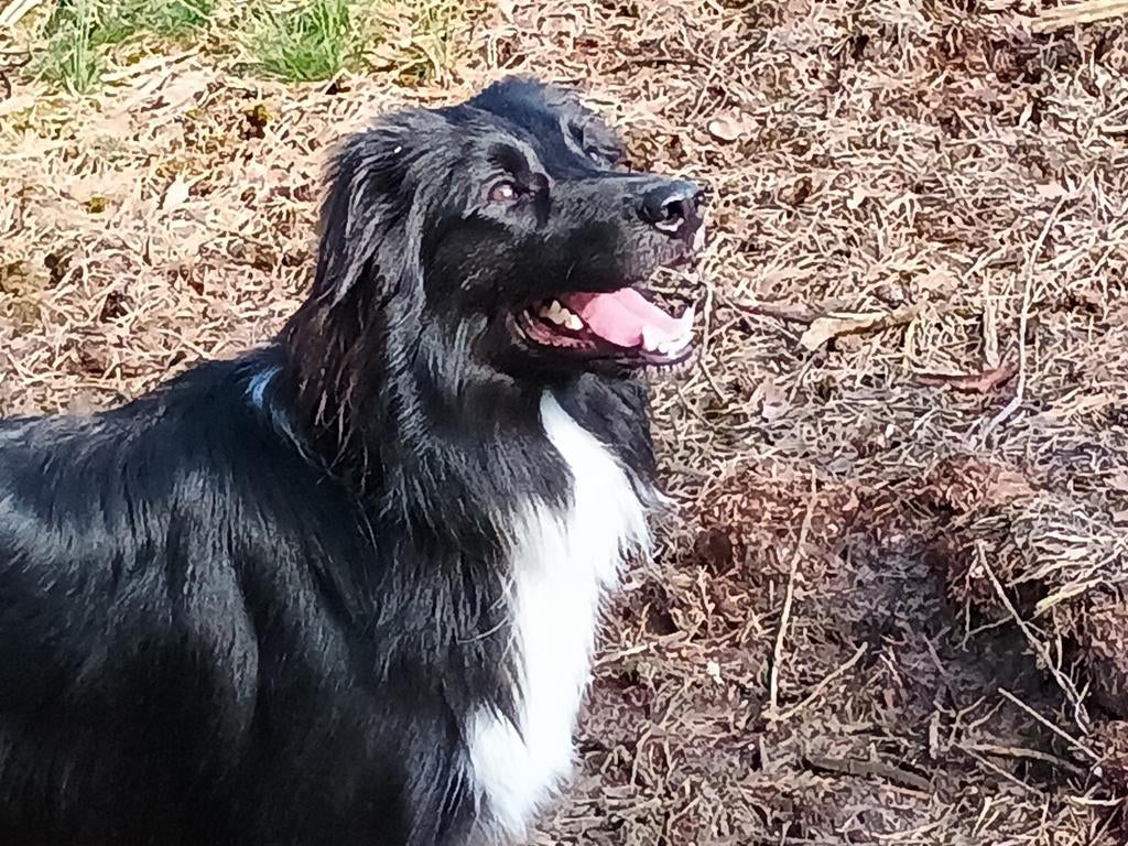 BorderCollie dekreu. Gezond, Fit, Knuffelkont,Rustig,Trouw, Reu, Eén hond, 3 tot 5 jaar, Nederland