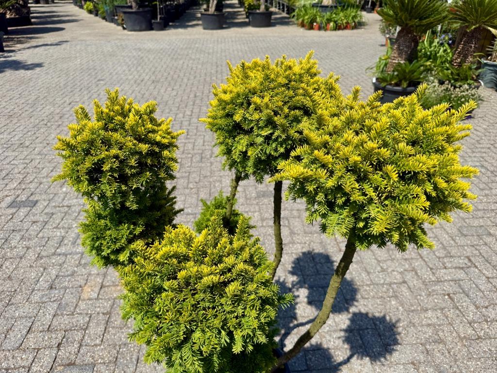 Taxus baccata Semperaurea tuinbonsai / pon pon te koop!!, Tuin en Terras, Planten | Bomen, Bloeit niet, Minder dan 100 cm, Volle zon