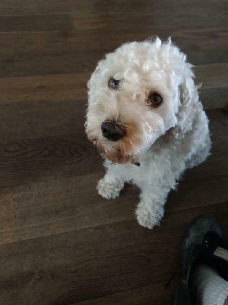 Dekreu maltipoo ED/HD, patella, ECVO en DNA getest, Reu, Eén hond, CDV (hondenziekte), 3 tot 5 jaar