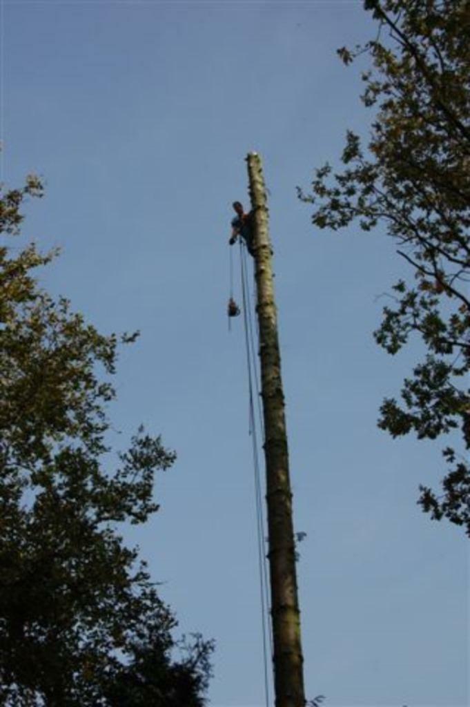 Bomen kappen / bomen rooien zonder hoogwerker/stormschade., Garantie, Tuinonderhoud of Snoeiwerk