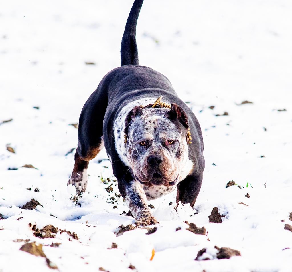 American Bully XL - Dekreu, Dieren en Toebehoren, Parvo, Reu, 1 tot 2 jaar, Eén hond