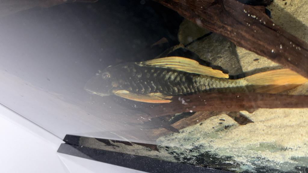 Hypostomus luteus/pleco, Dieren en Toebehoren, Vis