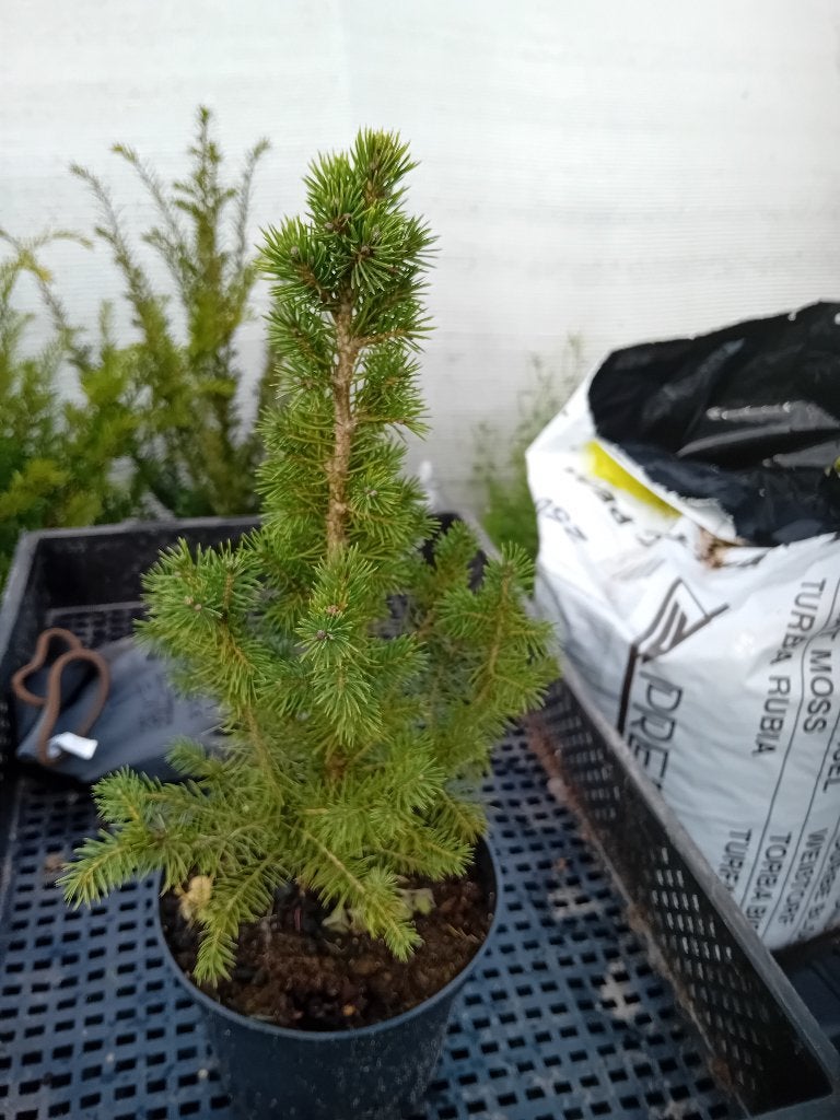 Picea Glauca Conica, Bloeit niet, Overige soorten, Minder dan 100 cm, Ophalen