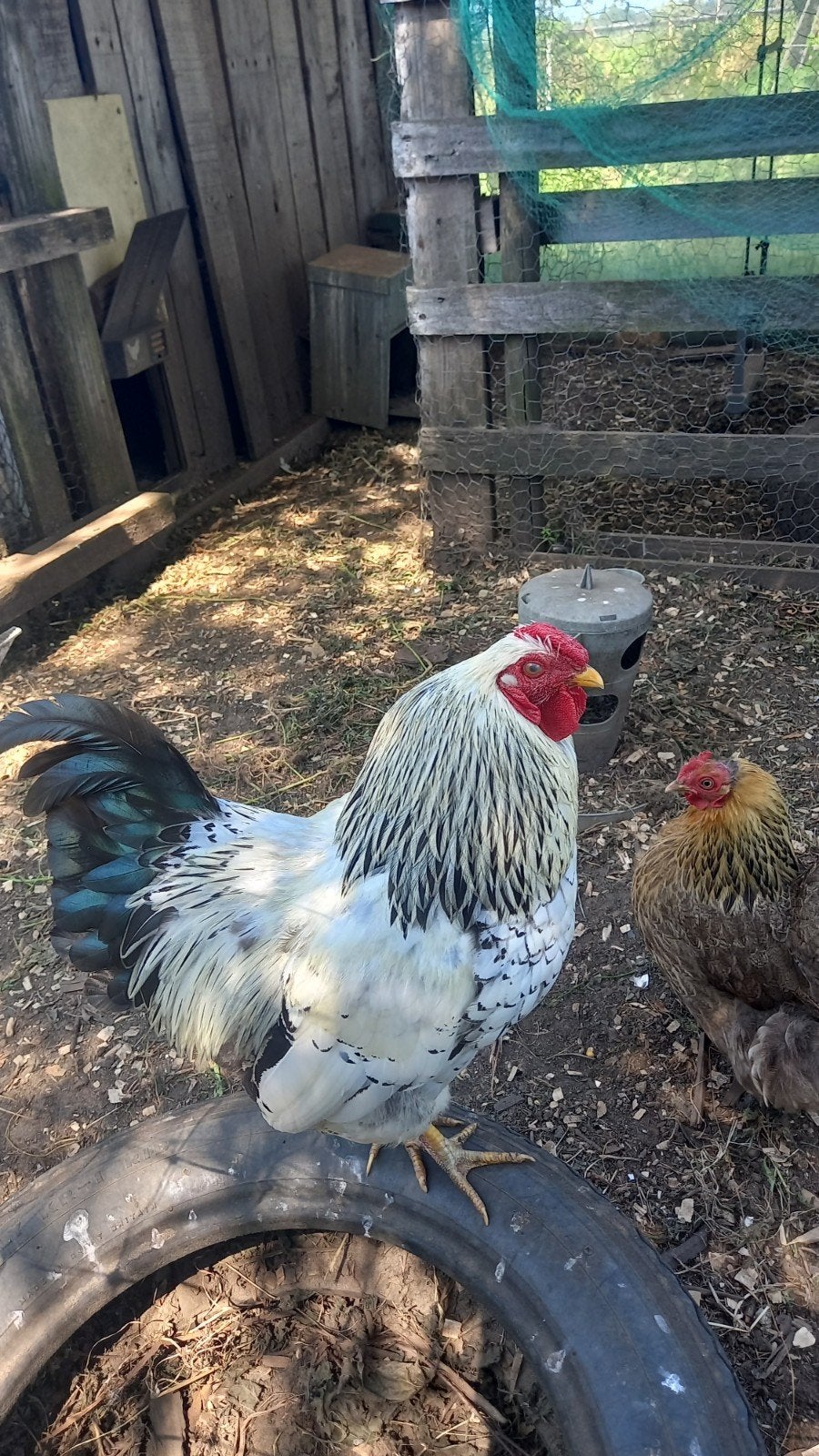 Wyandotte kriel haan, Dieren en Toebehoren, Mannelijk, Kip