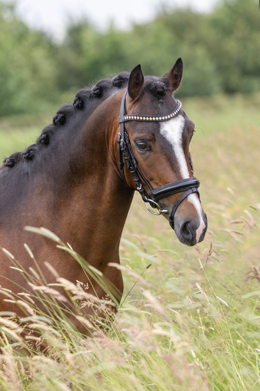 Bloedmooie C ponie 5 jaar New Forest, Merrie, Dressuurpony, 3 tot 6 jaar