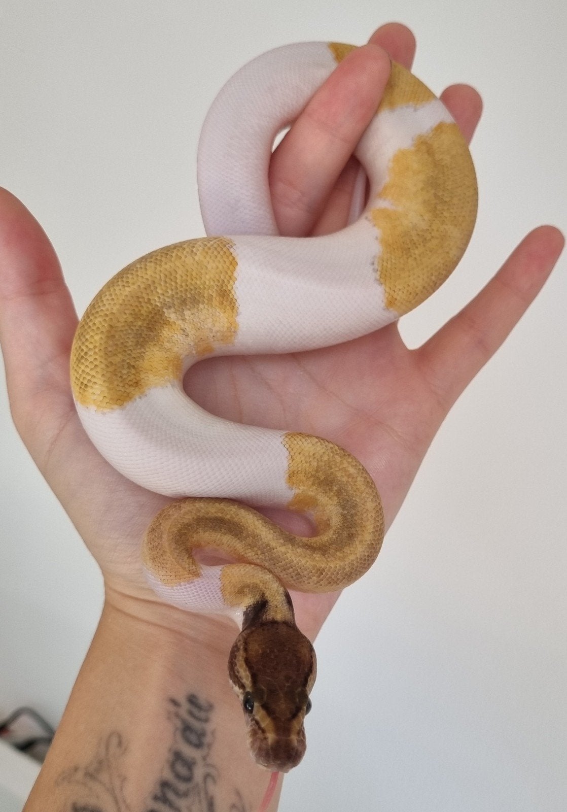0.1 mojave enchi pinstripe piebald koningspython Ball Python photo 2
