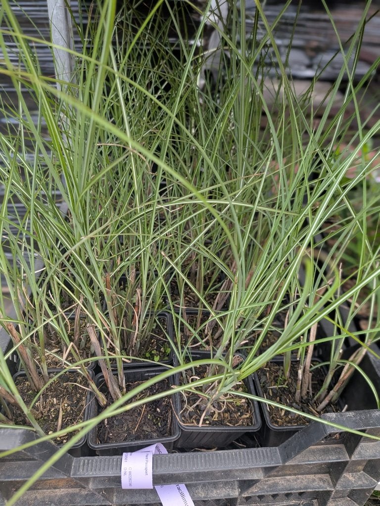 Miscanthus sinensis 'gracillimus' prachtriet p9, Ophalen, Vaste plant, Siergrassen, Bloeit niet