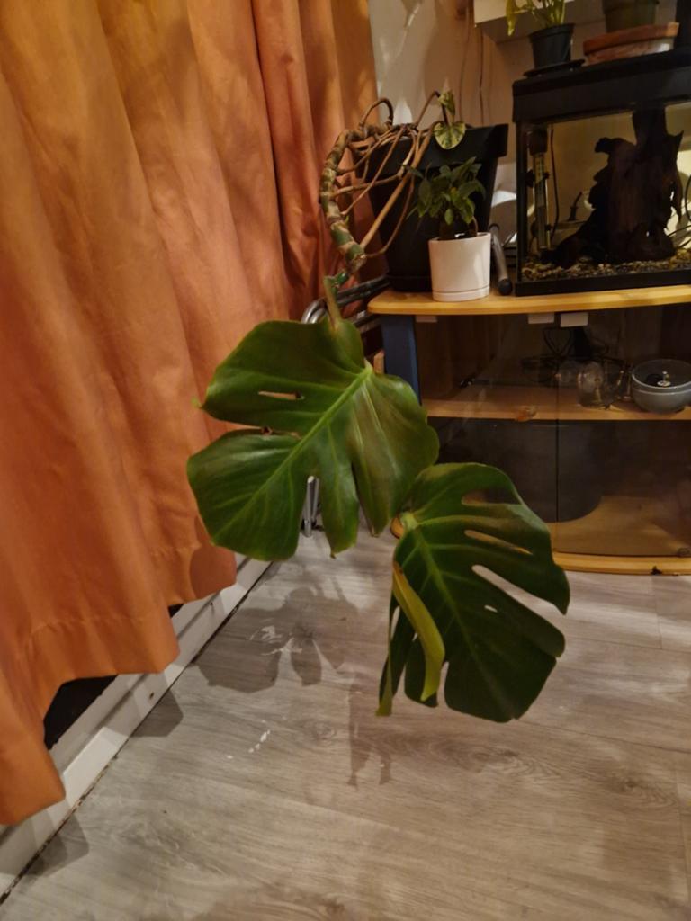 Monstera Deliciosa Large, Huis en Inrichting, Kamerplanten, Ophalen, Overige soorten, Halfschaduw, In pot