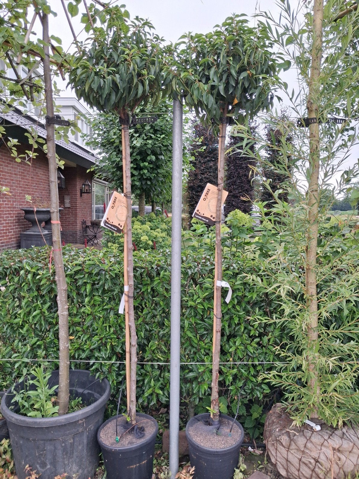 Prunus I. 'Angustifolia' F - Bolboom 150cm stam, Tuin en Terras, Planten | Bomen, Bolboom, 100 tot 250 cm, Halfschaduw, Zomer