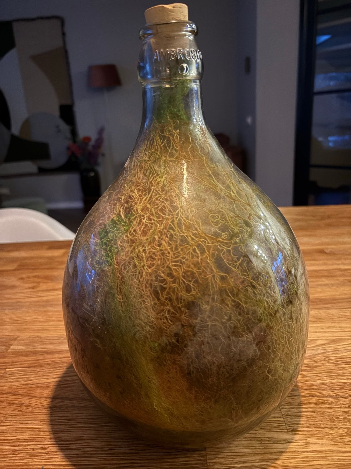 Decoratieve plant in glazen fles - Terrarium, Huis en Inrichting, Kamerplanten, Ophalen, Overige soorten, Halfschaduw, In pot