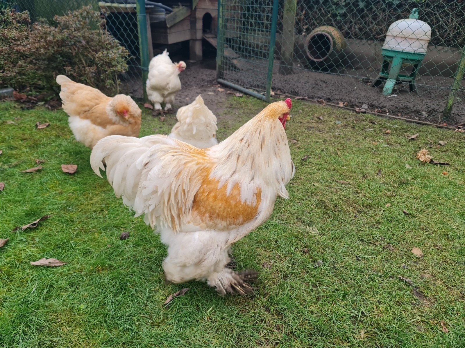 Broedeieren  te koop Brahma Lemon Pyle, Geslacht onbekend, Kip