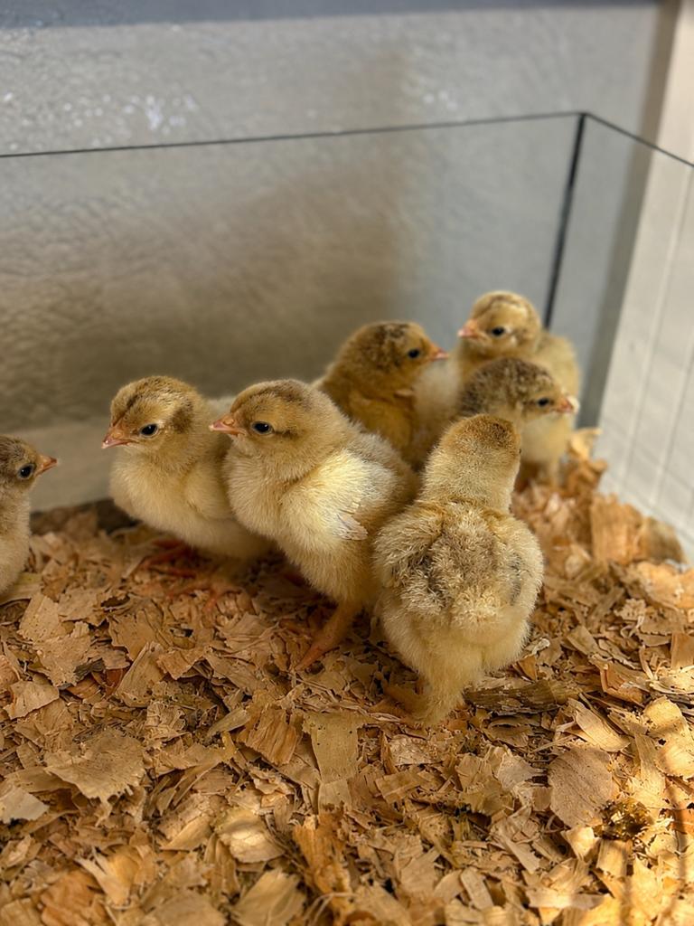 Brahma groothoenders isabel parel grijs patrijs hennen, Dieren en Toebehoren, Pluimvee, Vrouwelijk, Kip